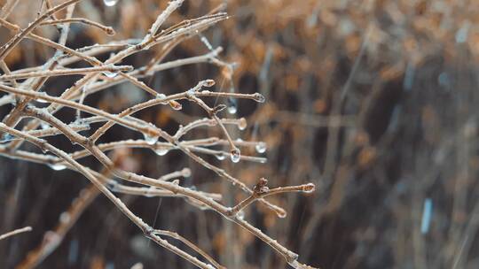 冬天秋天4K实拍植物冬雪雨夹雪下雨水滴