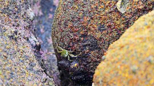 海南三亚海岛早晨礁石上觅食的螃蟹视频素材模板下载