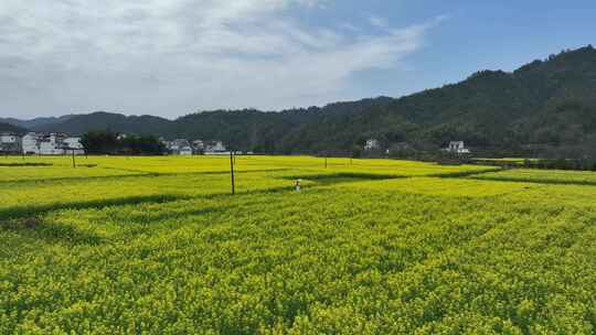 航拍油菜花田