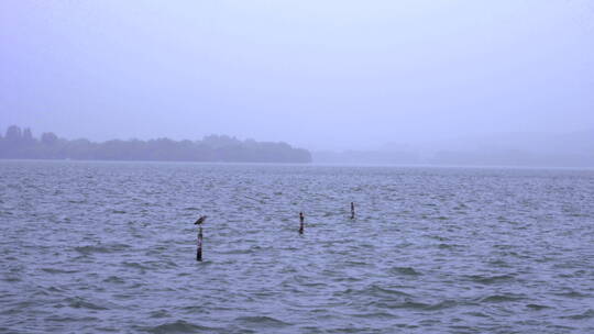捕鱼的鸟 江湖