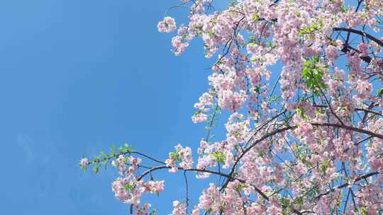 春天阳光下的樱花花朵花瓣