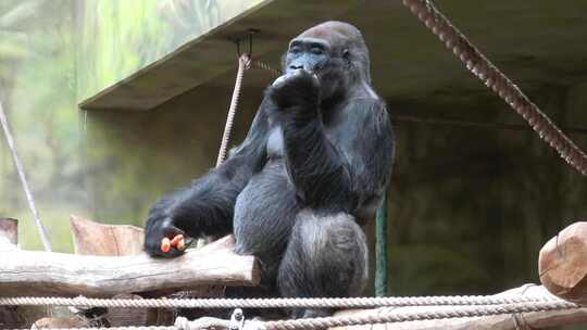 黑猩猩 大猩猩视频素材模板下载