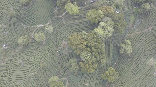 杭州西湖梅家坞茶园茶山