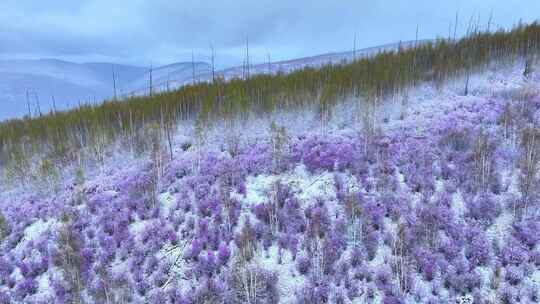 航拍大兴安岭杜鹃花雪中绽放