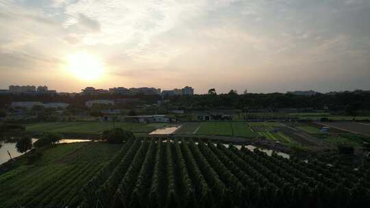 夕阳下的城郊农业基地航拍