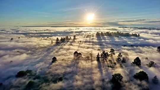 森林云海日出俯瞰景象