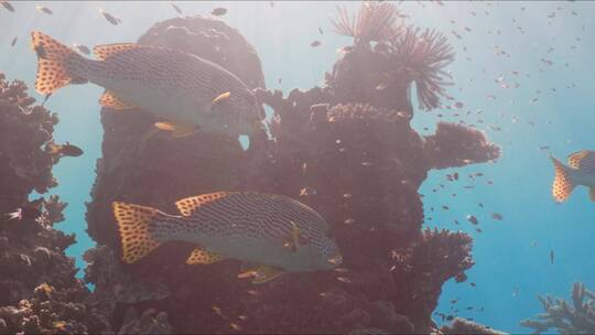 鱼在珊瑚礁游泳视频素材模板下载