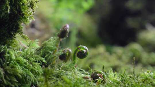 植物快速生长长出叶子阳光春天来了视频素材模板下载