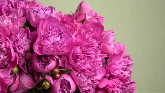 美丽的盛开的粉红色牡丹花视频素材模板下载