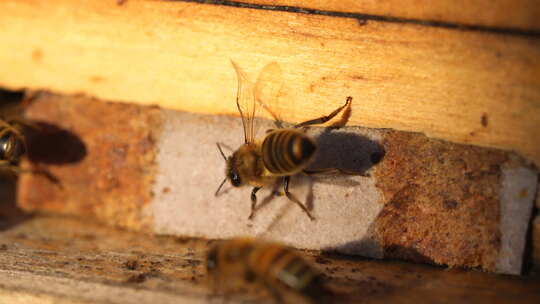 蜂 蜜蜂 特写 光影 采蜜蜂 人工养殖