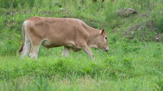 草原和谐共生：白牛与白鹭的觅食交响曲
