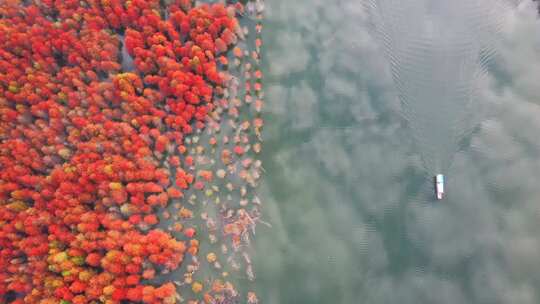 游船 落羽杉 湖面 穿行