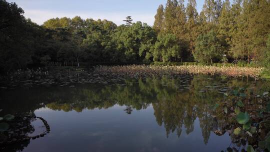 杭州西湖景区曲院风荷风景