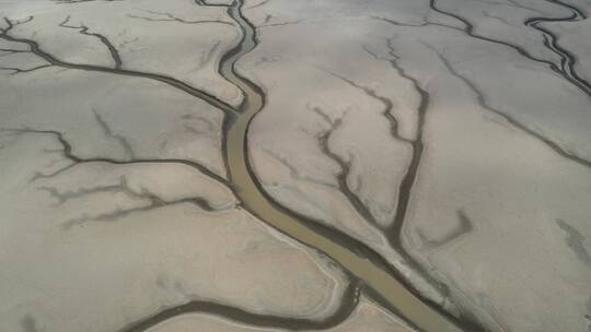 鄱阳湖生命之“树”特写航拍