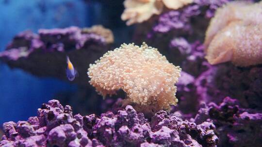 海底珊瑚鱼视频素材模板下载