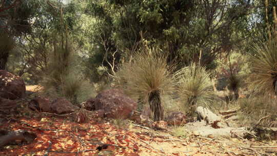 穿越西澳大利亚灌木丛的徒步小径