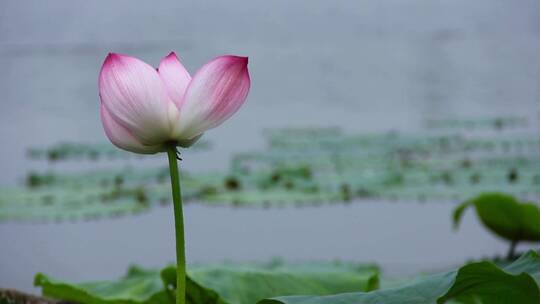 荷花、荷塘、莲花 (2)