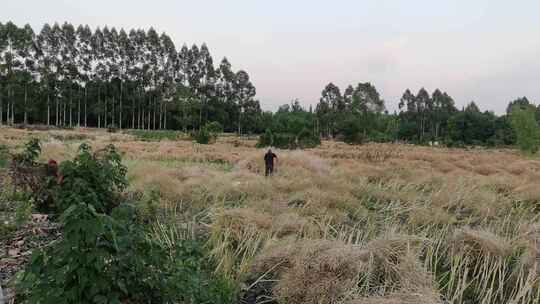 农民在田地里收菜籽的情景