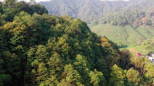 航拍杭州龙井茶产地梅家坞