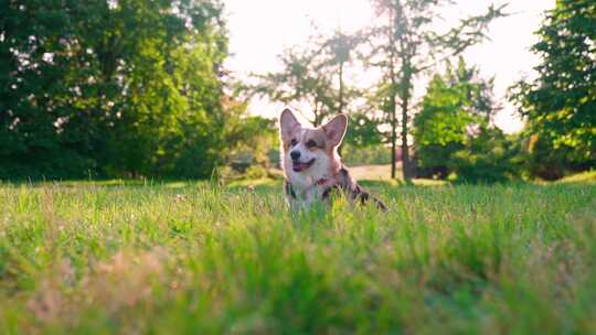 柯基犬，狗，宠物，犬