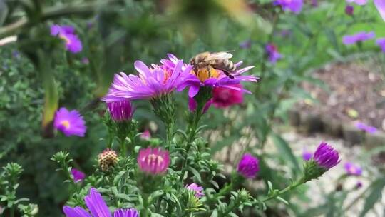 蜜蜂采集花蜜视频素材模板下载
