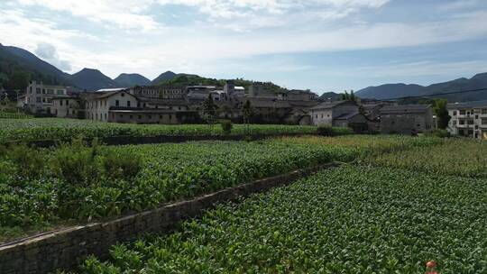【合集】重庆巫溪烟草田农田乡村田园三农