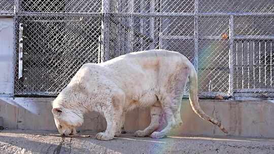 雪豹 白雪豹 豹子 动物 动物园 游玩 猫科