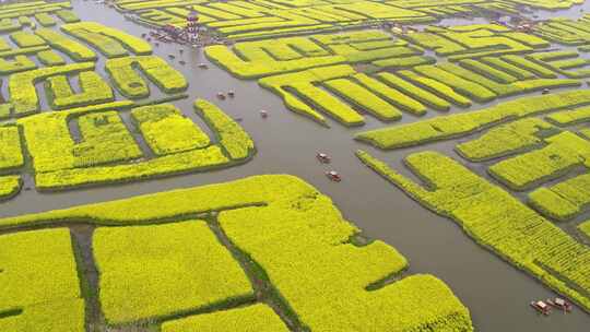 江苏泰州千垛油菜花海