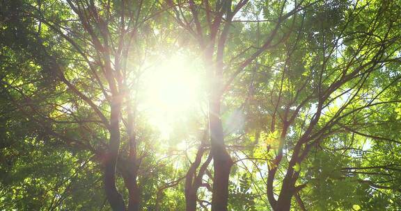 树荫下阳光透过缝隙照耀下来唯美画面