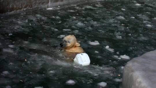 北极熊在玩塑料容器