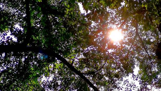 阳光照进大树