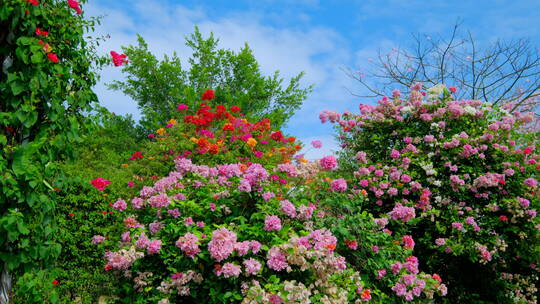 三角梅叶子花盛开