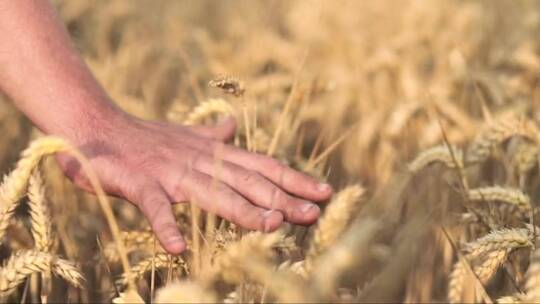 日落时分，农民近距离触摸麦穗的手