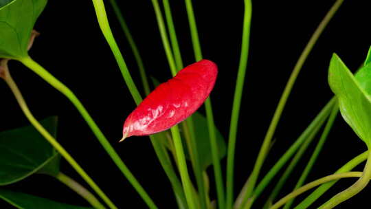 红掌 火鹤花 花烛绽放开花 延时特写实拍