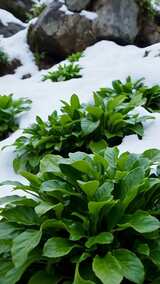 雪地里生长的绿色植物高清在线视频素材下载
