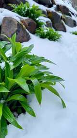 雪地里生长的绿色植物高清在线视频素材下载