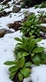 雪地里生长的绿色植物高清在线视频素材下载