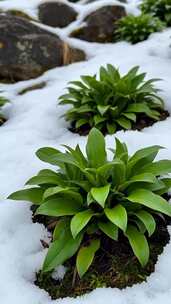 雪地里生长的绿色植物