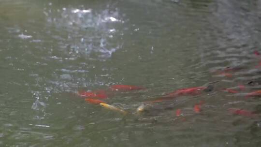 雨水溅在鱼塘上