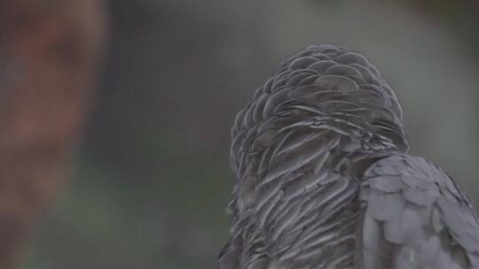 灰鹦鹉羽毛鸟喙鸟嘴眼睛保护动物视频素材模板下载