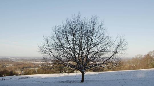 白雪覆盖的田野上一棵孤立的树视频素材模板下载