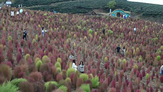 浪漫的乡村振兴植物植被地肤草