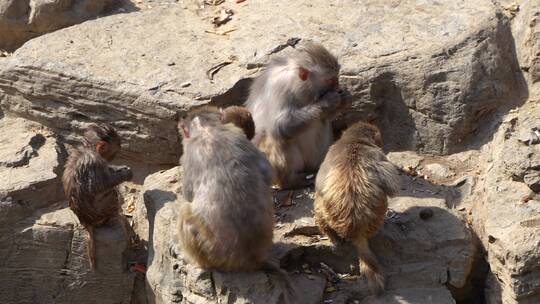 猴群猕猴生活区域