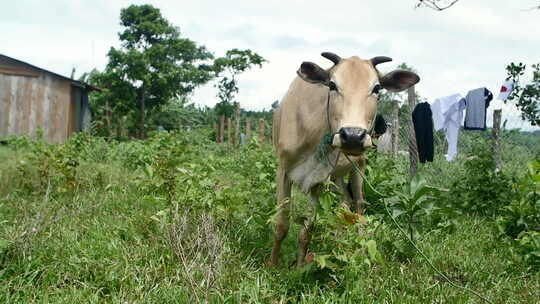 柬埔寨蒙多基里村的奶牛