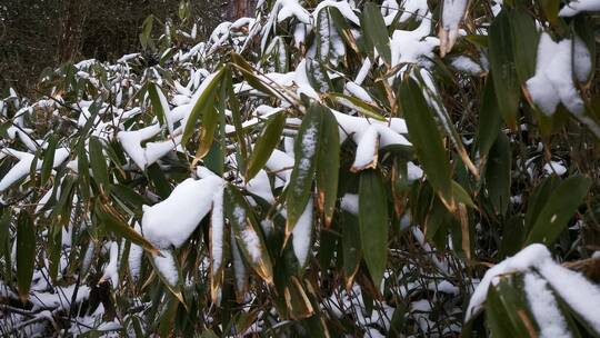 实拍冬天雪景雾凇