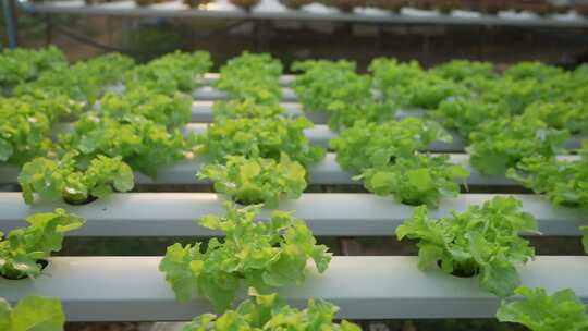 有机蔬菜青菜无公害种植培育视频素材模板下载