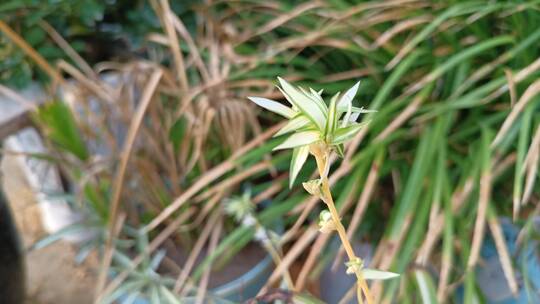 花卉植物