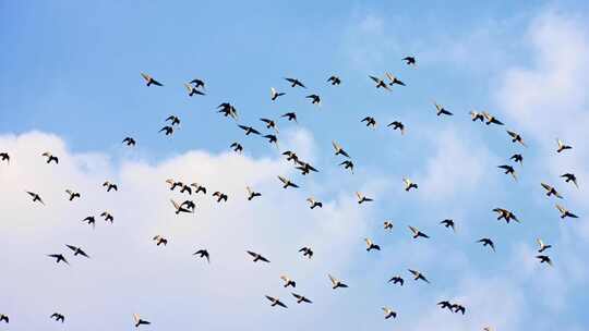 一群鸽子飞过天空 飞鸟鸟群4k宣传片素材