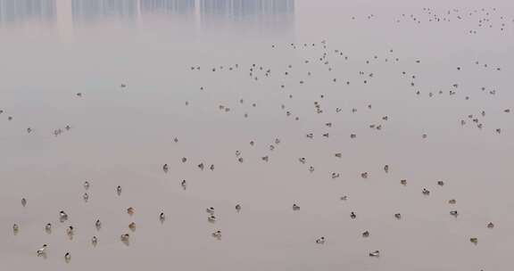 杭州余杭南湖生态环境野鸭栖息风光