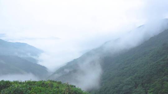 南岳衡山云雾茶茶场航拍